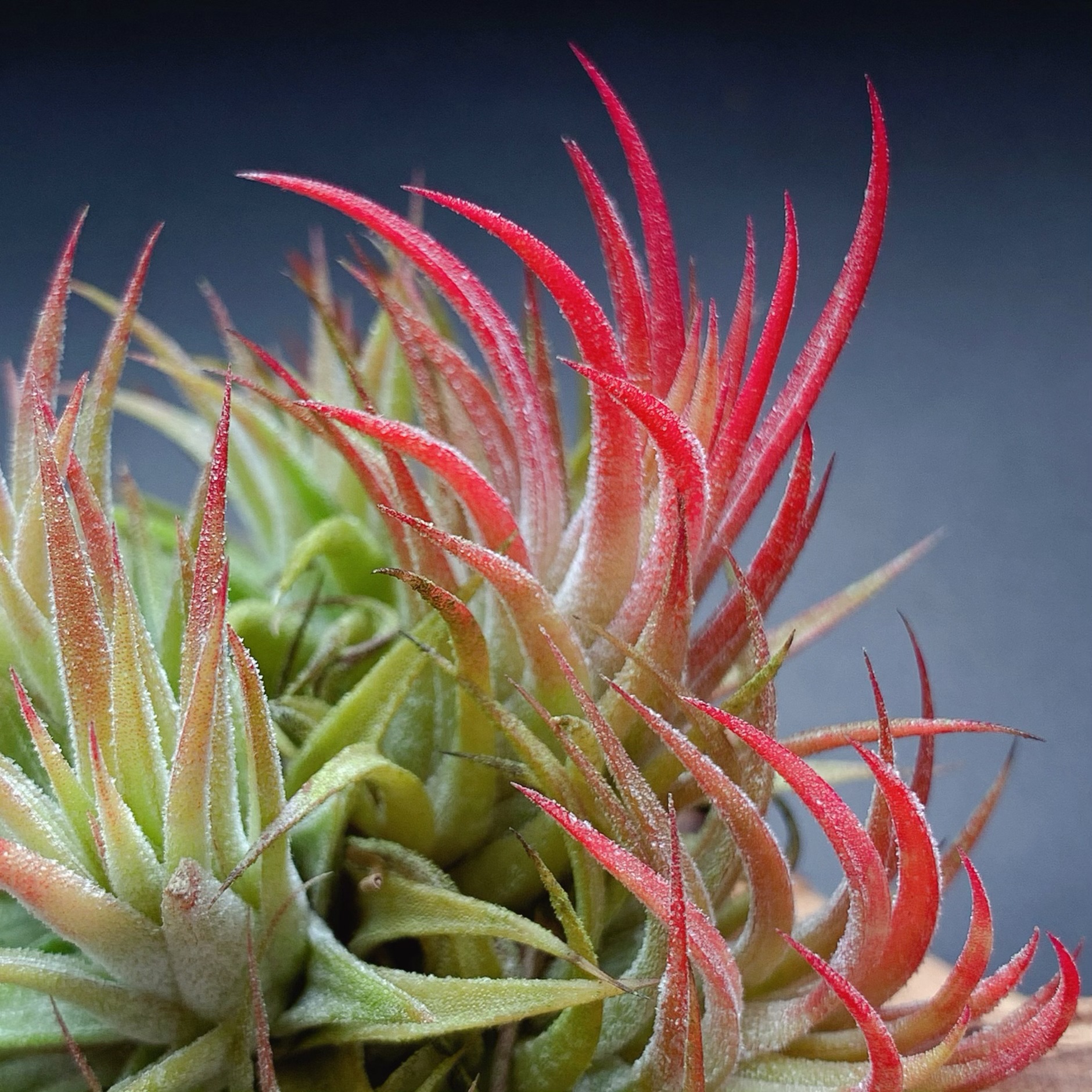 Factory Direct Supply Base Straight Hair Air Pineapple Soilless Plant Swan Elf