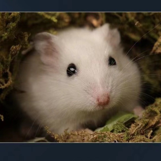 Domestic Hamster Live Animals Have Been Vaccinated, a Pair of Three-Line Golden Bears, Live Hamster Pets
