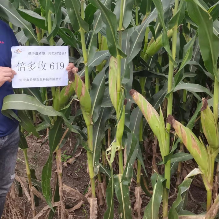 Hybrid Corn Seeds 2023 Approved Times More Than 619 Red Shaft Hybrid Corn Seeds