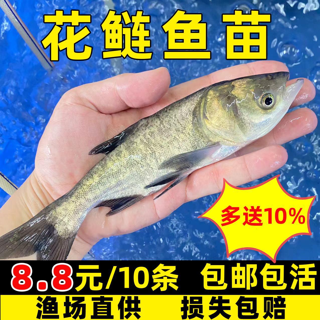 Silver Carp Fry, Big Head Fry, Extra Large Silver Carp and Bighead Carp, Extra Large Big Head Fry, Fat Head Fish, Freshwater Cultured Bighead Carp Fry for Consumption