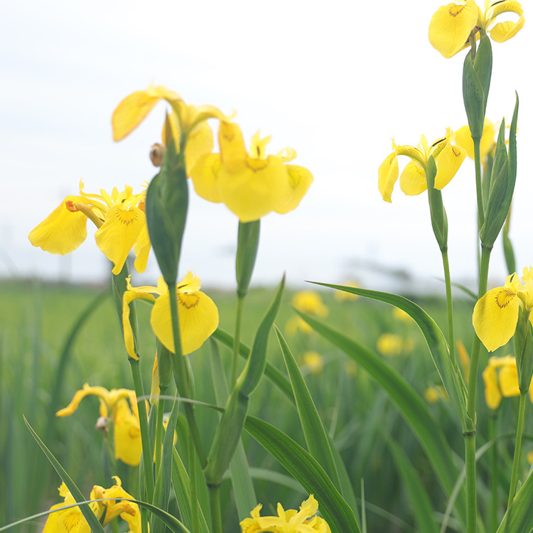 Yellow Flower Iris, Yellow Calamus, Aquatic Florals, Aquatic Plants, Fish Ponds, Pond Greening Plants, Yellow Calamus Seedlings