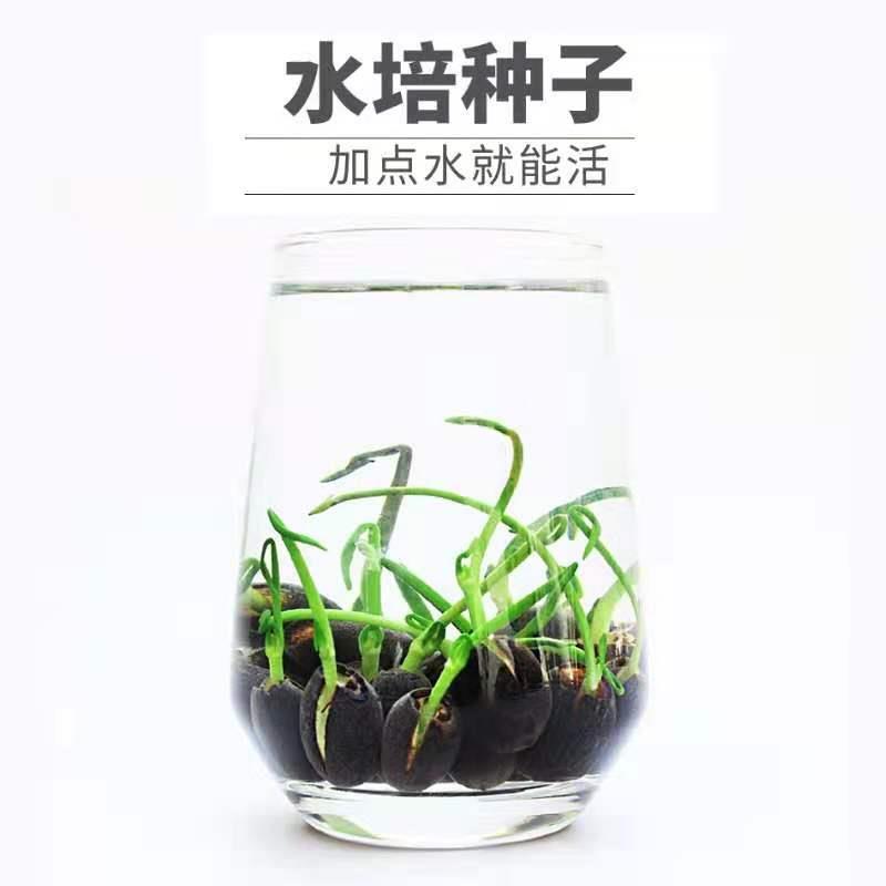 E-commerce dedicated cross-border wholesale water lily bowl lotus aquatic plant seeds hydroponic lotus lotus seed bowl lotus seeds