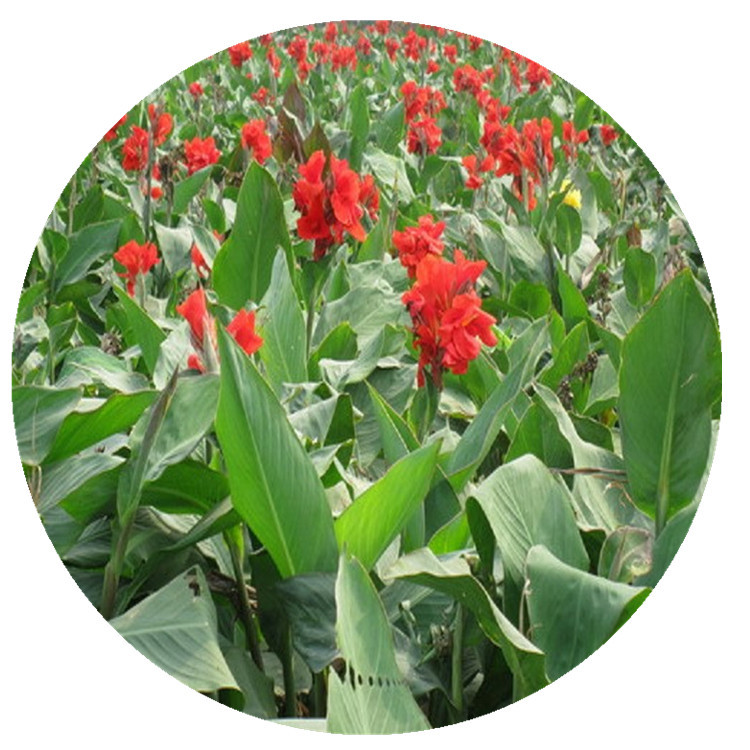 Aquatic Calla Lily Seedlings Wholesale in Large Quantities, Yellow and Pink Flower Pot Seedlings, Artificial Wetland River Aquatic Plants, Artificial Wetland