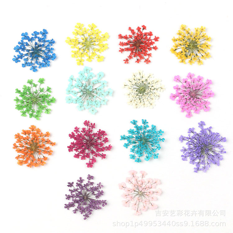 Snow Beads Lace Flower Dried Flower Wholesale Embossing Material diy Real Dried Flower Face Flower Family Manicure Glue Material