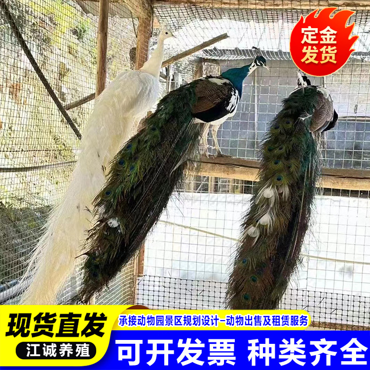 Large-Tailed Ornamental Peacock Live Wholesale Sale of Warm-Peacock Seedlings Blue and White Flower Peacock Breeding Base
