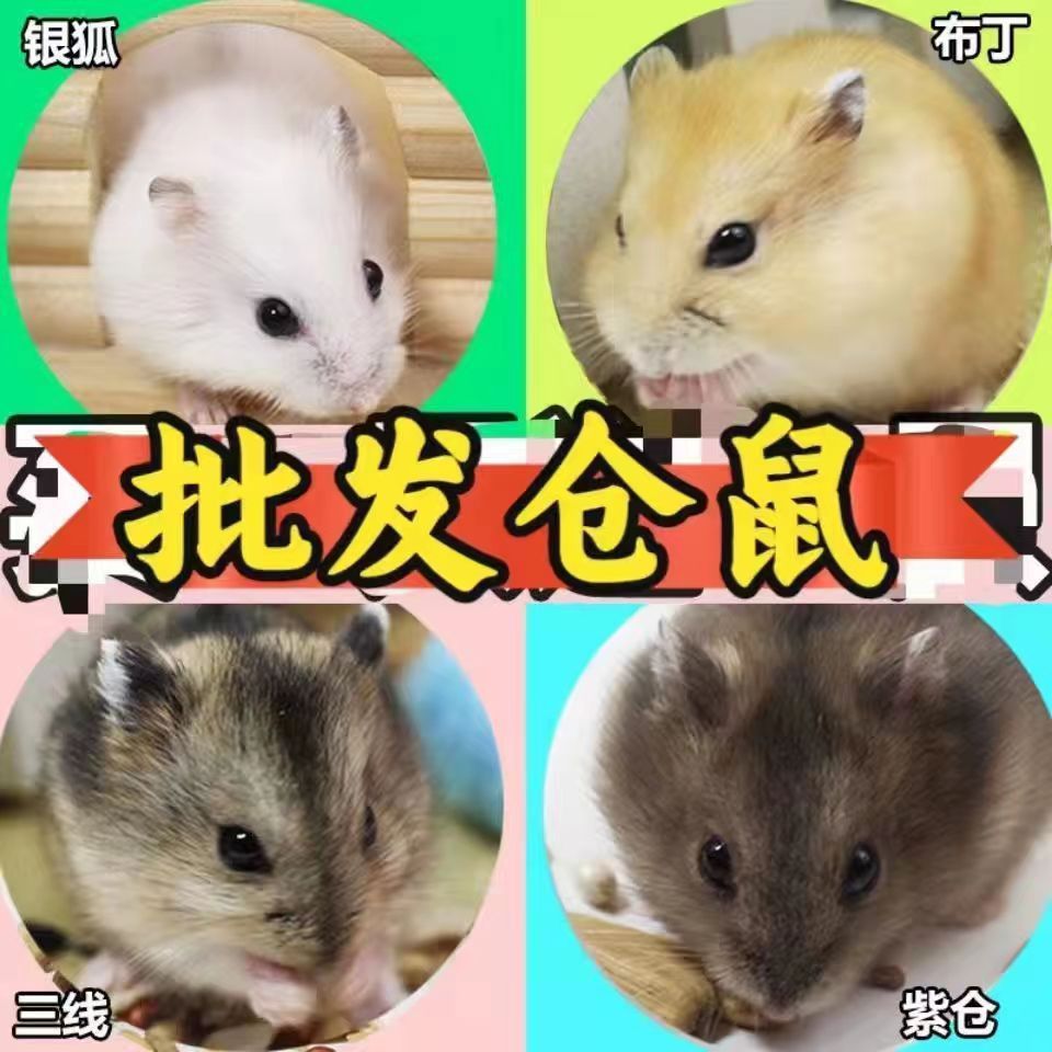 Оптовая продажа хомяков, золотых хомяков, живых животных, молочный чай, один самец и одна самка