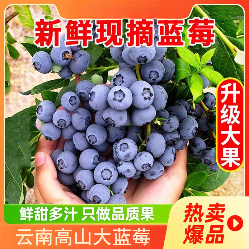 Януньская цветочная альпийская голубика свежий фрукт сезонный фрукт ветка L25 целый экстра большой фрукт 15мм + Sf бесплатная доставка