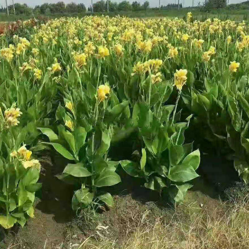 Various Colors of Aquatic Canna Seedlings Purify Pond Water Quality. Aquatic Plants Undertake Various Water Purification and Repair Projects