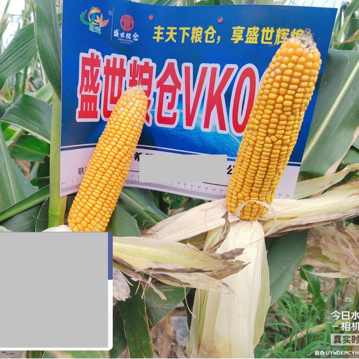 Wholesale Hybrid Corn Seeds Shengshi Granary Vk007 2023 Approved White Shaft Hybrid Corn Seeds