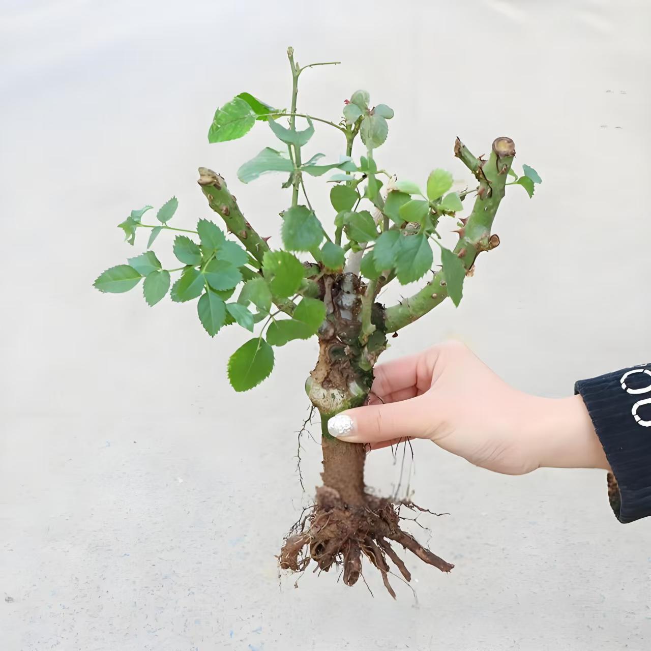 Саженцы роз, горшечные корни роз, крупноцветные зеленые растения для балкона, легкие в уходе, ароматные саженцы старых корней