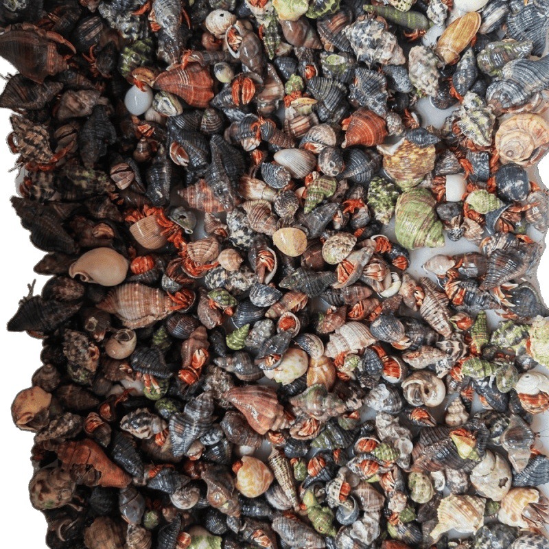 Wholesale Hermit Crabs for Street Vending, Beginner-Friendly Pets, Gray-White Short-Arm Deep Purple Lira Small Bean-Shaped Live Cute Crabs for Cross-Border Sales