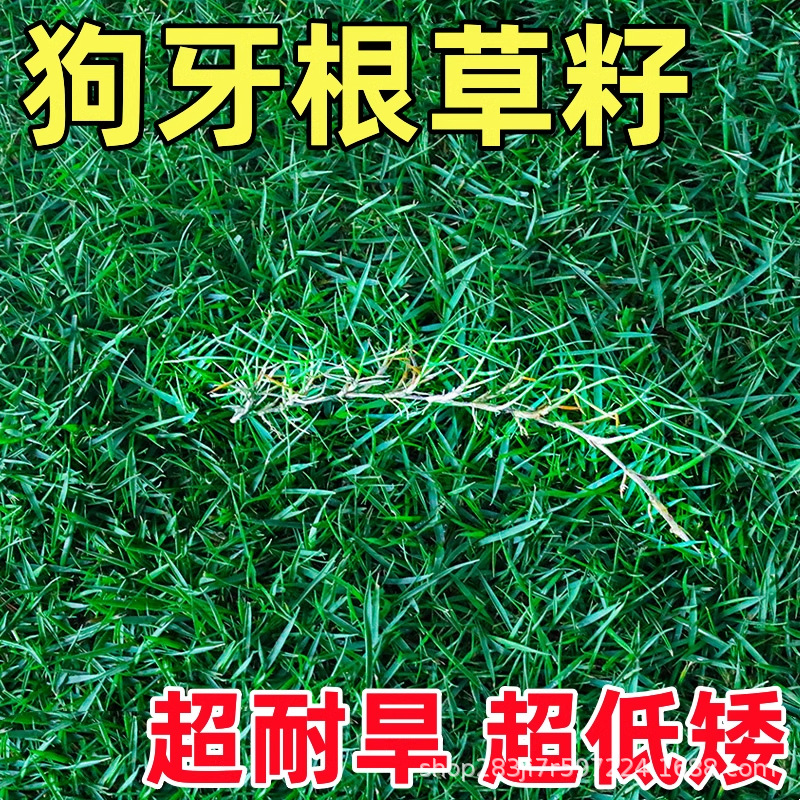 Dog Tooth Grass Seeds, Lawn Grass Seeds, Shelled and Shelled Bermuda Seeds, Greening Slope Protection, Bagan Grass Seeds