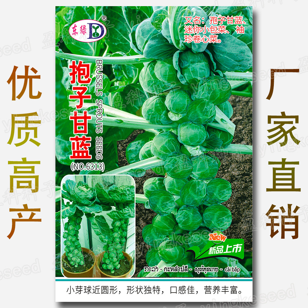 About 100 Brussels Sprout Seeds, Brussels Sprout Seeds, Vegetable Seeds, Purple Brussels Sprouts, Brussels Sprouts