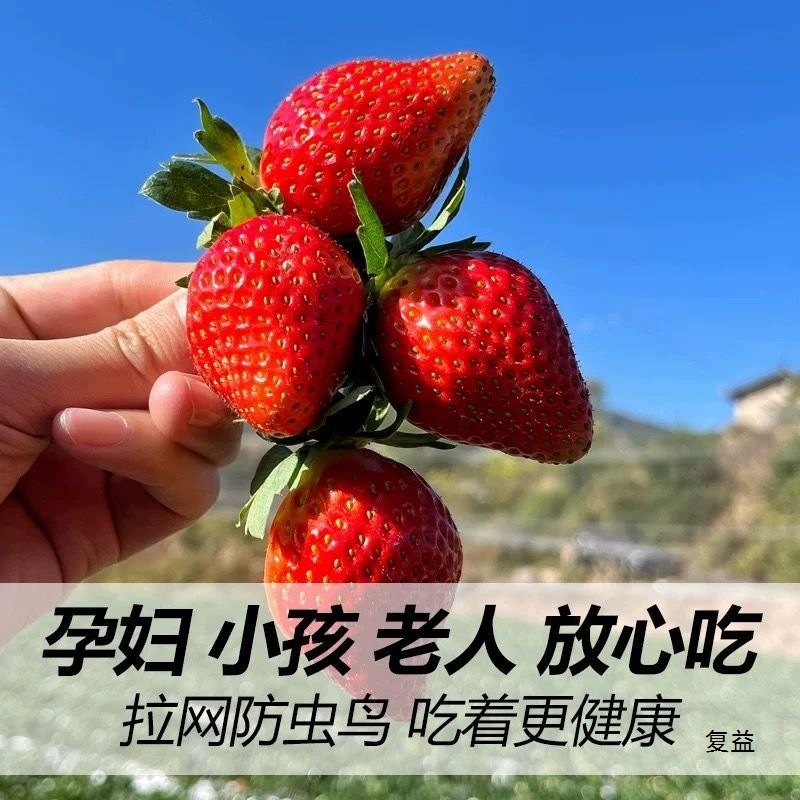 Fruit Strawberry Fresh Milk Strawberry Sweet Strawberry Large Strawberry Non-Dandong Pregnant Women Strawberry Whole Box Commercial