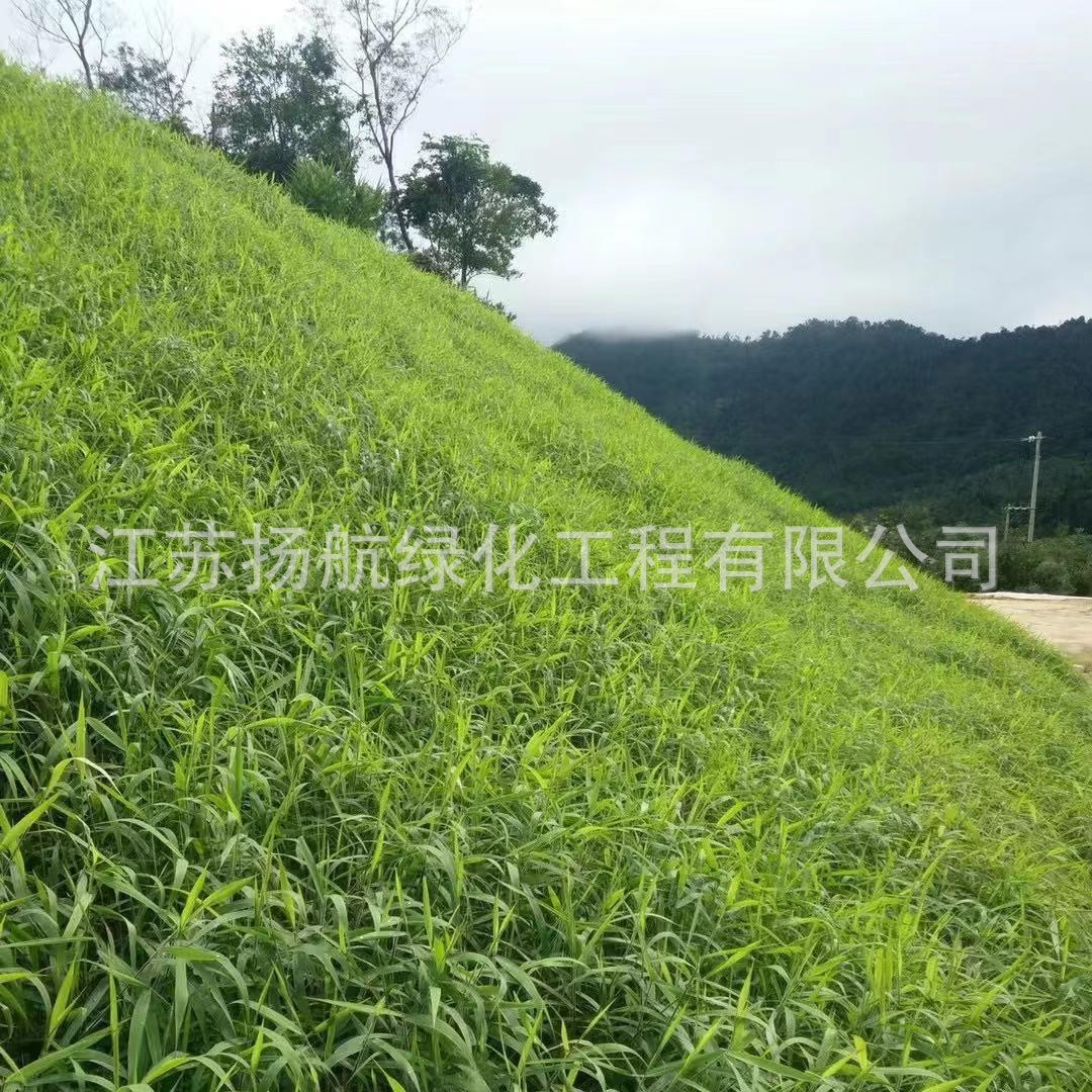 Factory Wholesale Slope Protection Grass Seeds, Greening Grass Seeds, Slope Lawn Seeds, Four-Season Green Dog Tooth Grass, Ryegrass