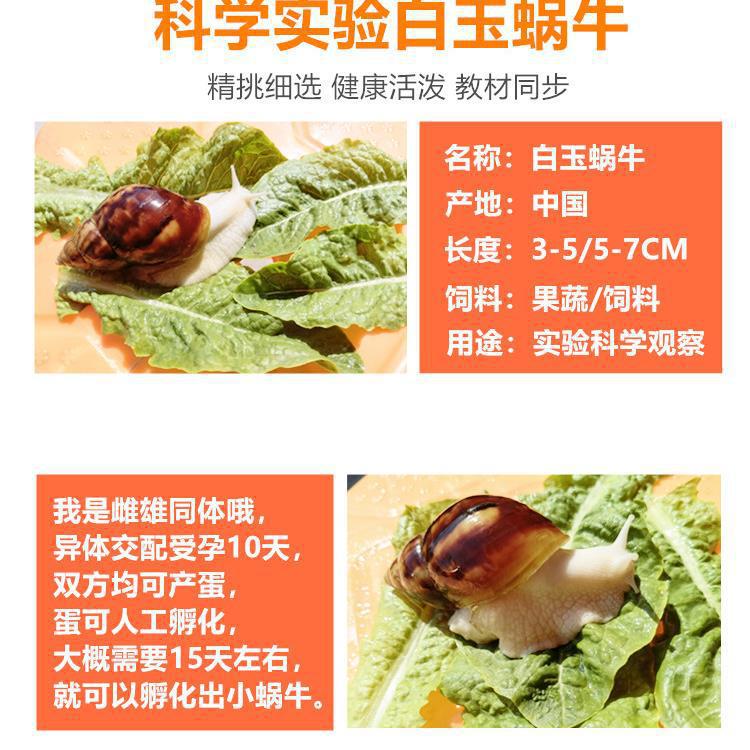 Pet White Jade Snail Live Giant Snail Pet Viewing Student Science Experiment Teaching Small Snail Set