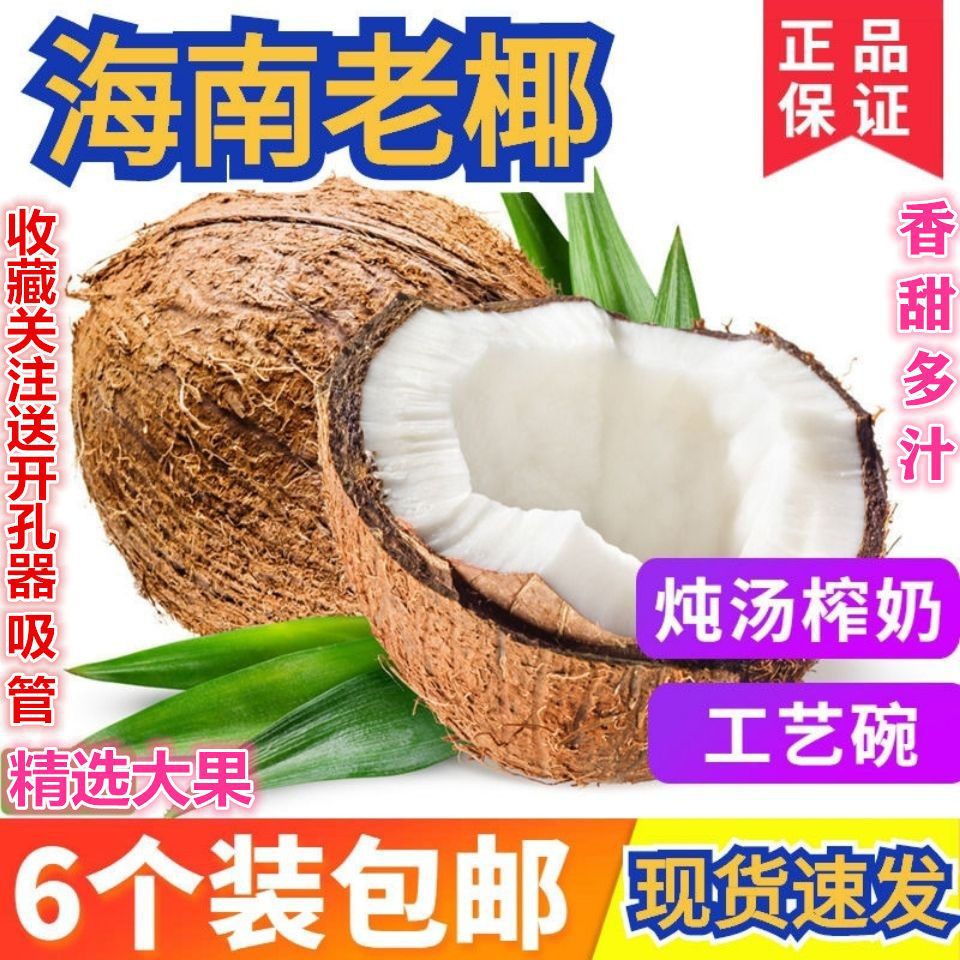 Сезонный старый кокос Хайнань, большой фрукт, свежий тропический фрукт для беременных, тушеный куриный суп, специальный волосатый кокос, не тайский кокос зеленый
