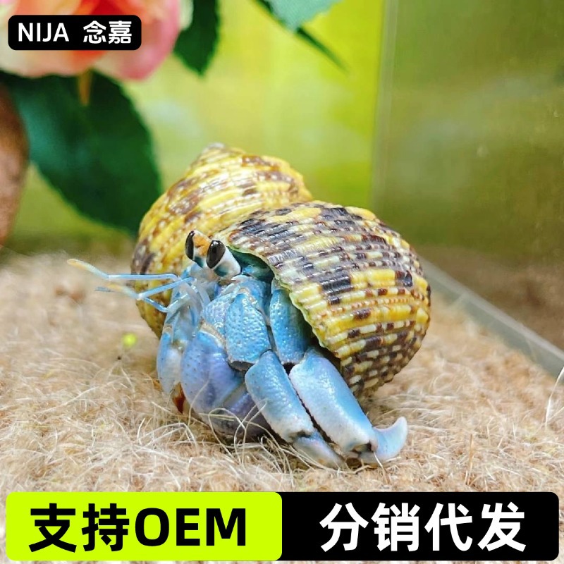 Мелкие крабики, краб-отшельник, подарок на День детей