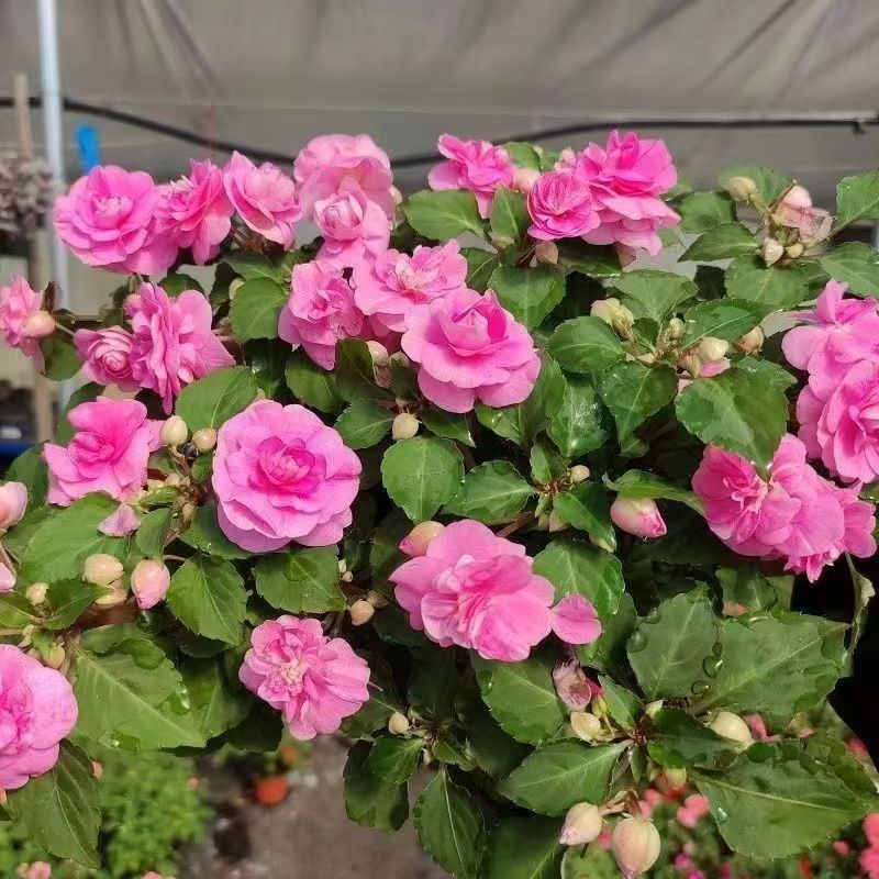 Impatiens Flower Seeds, Four-Season Garden Potted Ground Planting, Impatiens, Henna, Acute Peach Red Golden Impatiens