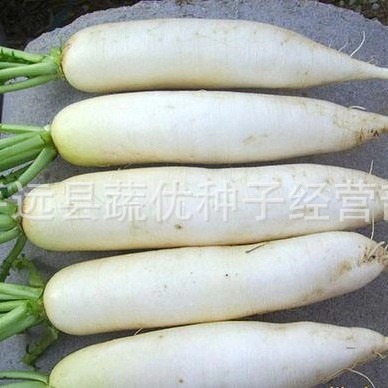 Wholesale Vegetable Garden Vegetable Seeds Short-Leaf Thirteen Early Radish 25g Potted Balcony Yard Rapeseed Manufacturer Supply