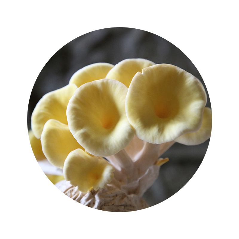 Wholesale 3kg Packs of Elm Yellow Mushroom Spawn Packs Elm Yellow Mushroom Spawn Planting Packs for Families to Grow Their Own Elm Yellow Mushroom Spawn Packs