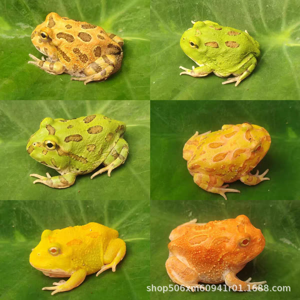 Злой лягушонок, зеленый, золотой, тыквенный клоун, аквариумный питомец