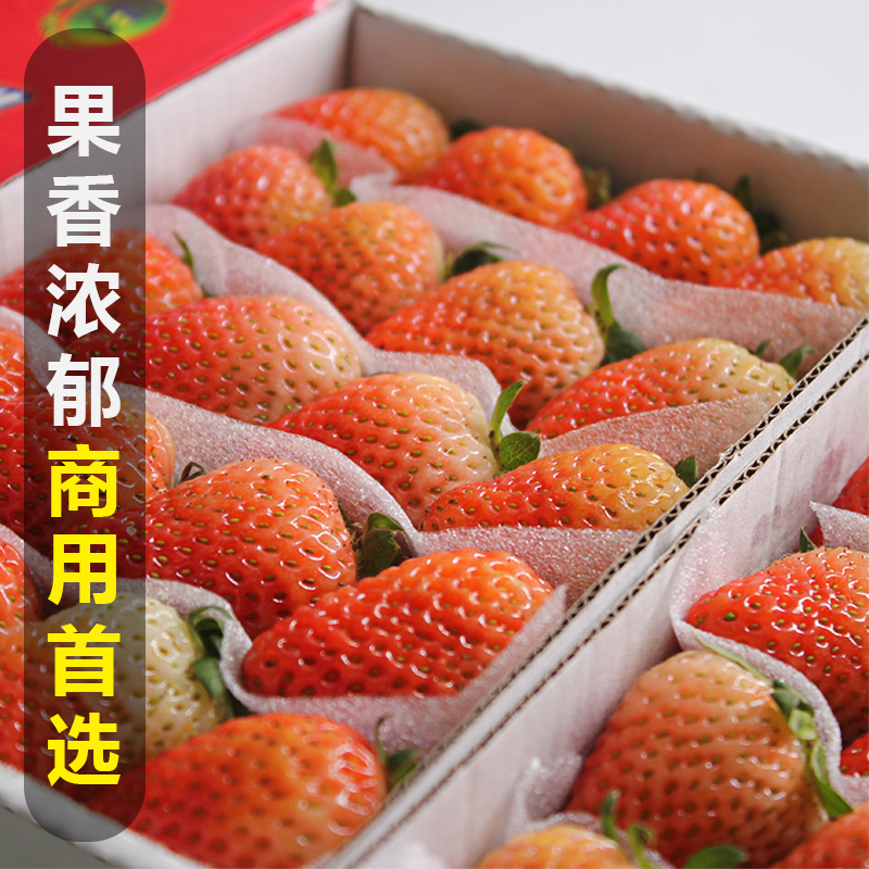 Shuangliu Winter Sour Fresh Strawberries Commercial Drinks Cake Shop Baking Milk Tea Shop Special Strawberry Fruit Sf Free Shipping