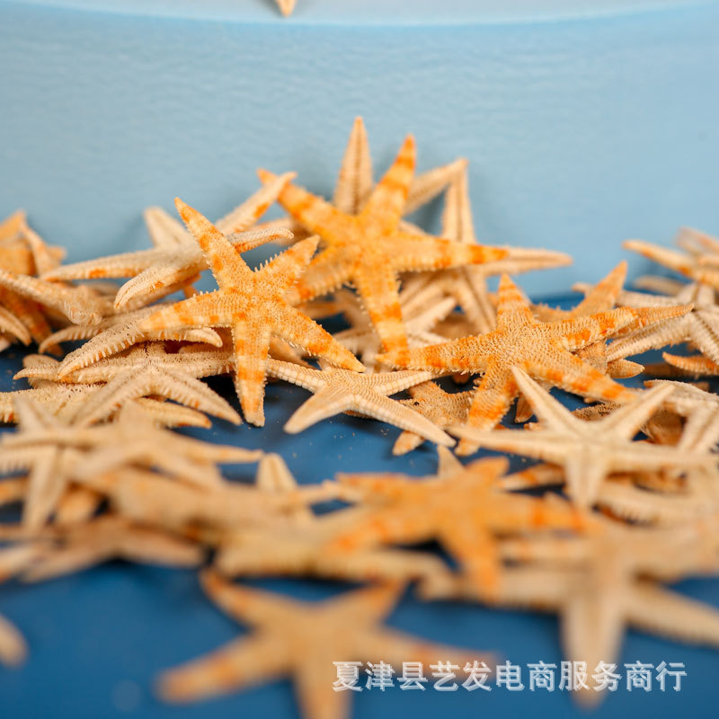 Natural Starfish Conch Shell Mini Flat Starfish Handmade DIY Texture Picture Frame Crystal Gel Material Photograph