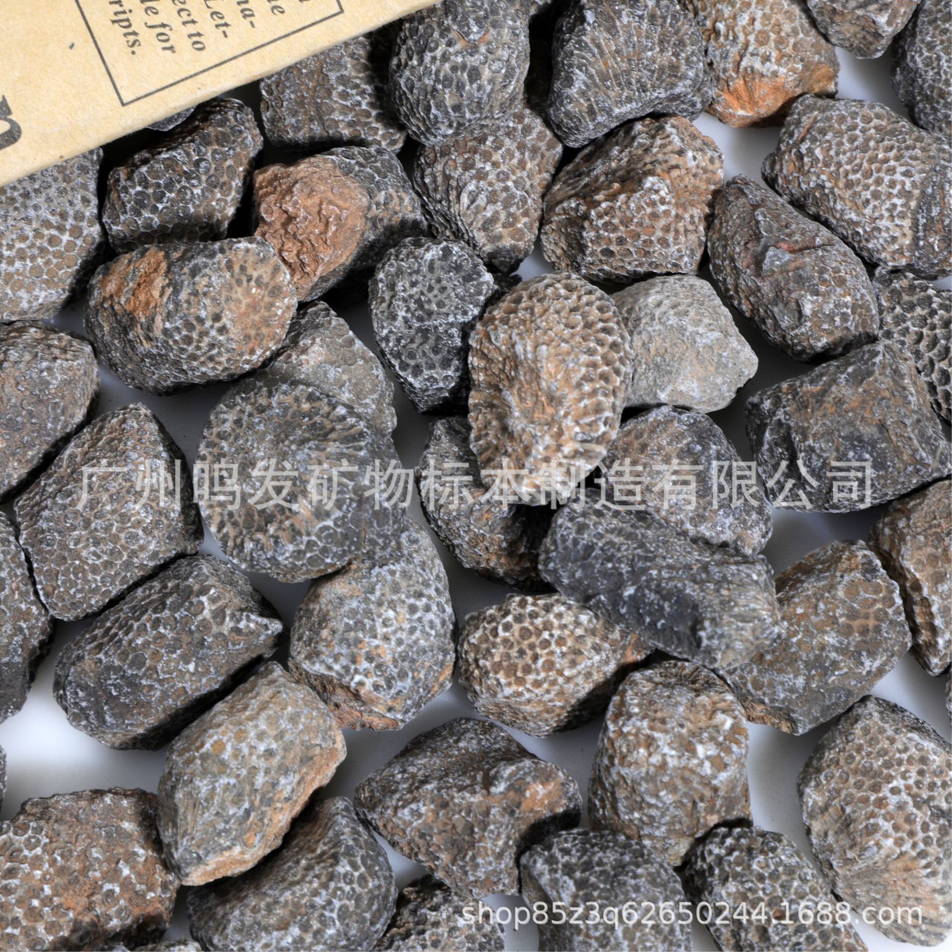 Factory Wholesale natural chain coral fossil stone specimens ancient marine biological fossils children's science teaching specimens