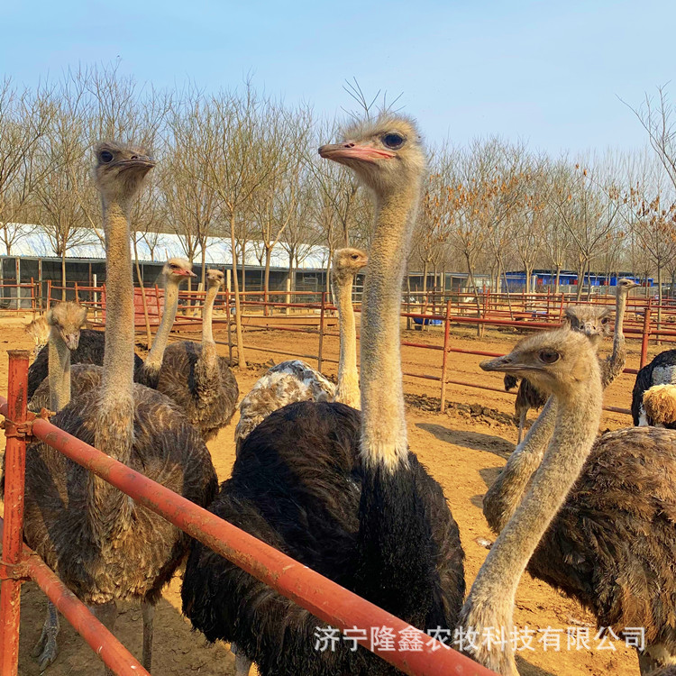 Supply of Scenic Spot Ornamental Adult Ostrich Emu, Ostrich Seedling Breeding, Selling Fresh Ostrich Eggs and Ostrich Meat