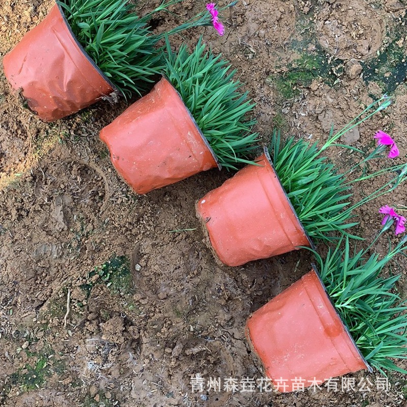 Dianthus Cup Seedlings Dianthus Seedlings for Community Road Greening Base Wholesale Multi-Color Dianthus
