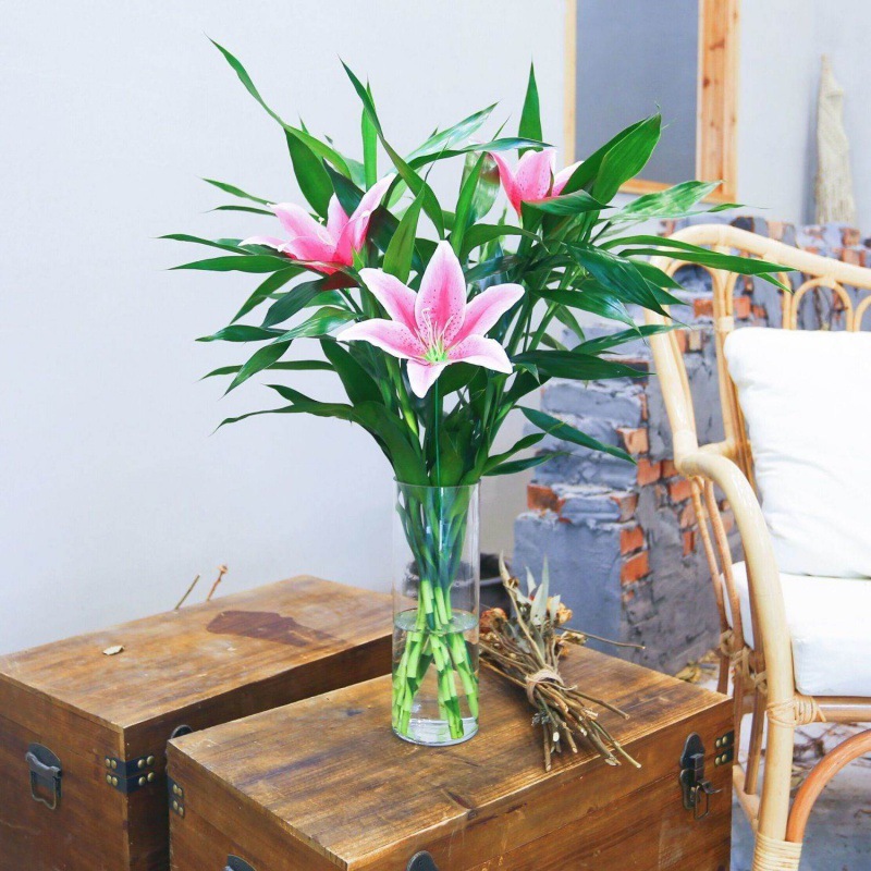 Lucky Bamboo Hydroponic Plant Fine Bamboo with Nutrient Solution Potted Office Green Plant Indoor Air Purification Free Shipping