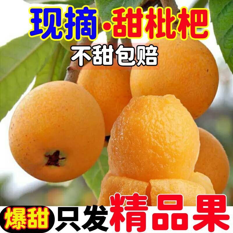 Authentic Sichuan Miyi Loquat Super Sweet Fresh Fruit Large Fruit Extra Large Five-Star Seasonal Fresh Fruit