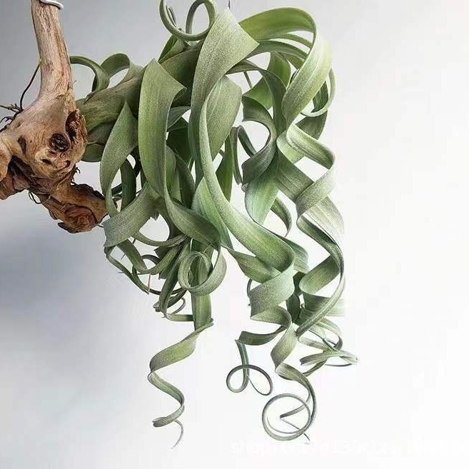 Air Pineapple Soilless Plant Mid-To-Classy Variety of Links Love Knot Card Orange Roll Puffer Fish Wanhuan Green Plant Wholesale