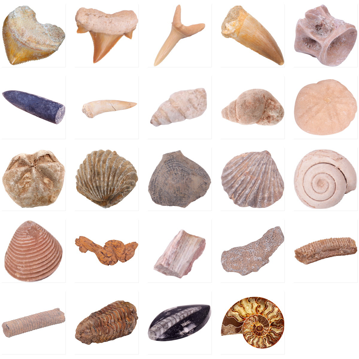 Окаменелости: зубы мозазавра, зубы акулы, аммонит, трилобит, песчаная тигровая акула, сырой камень, натуральные зубы, натуральные окаменелости