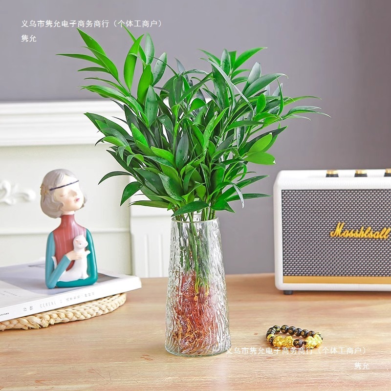 Mosquito Repellent Bamboo and Cypress Hydroponic Plants, Large Indoor Water-Grown Green Plants, Flower Pots, Office Desktop Mosquito Repellent Plants, Easy to Maintain