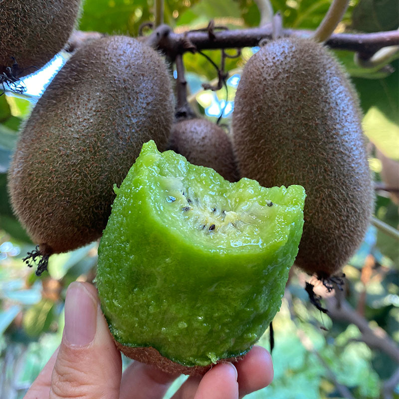 Shaanxi Zhouzhi Cuixiang Kiwi Green Heart Kiwi Is Sweet and Juicy. Fresh Kiwi Is Picked and Shipped in Season