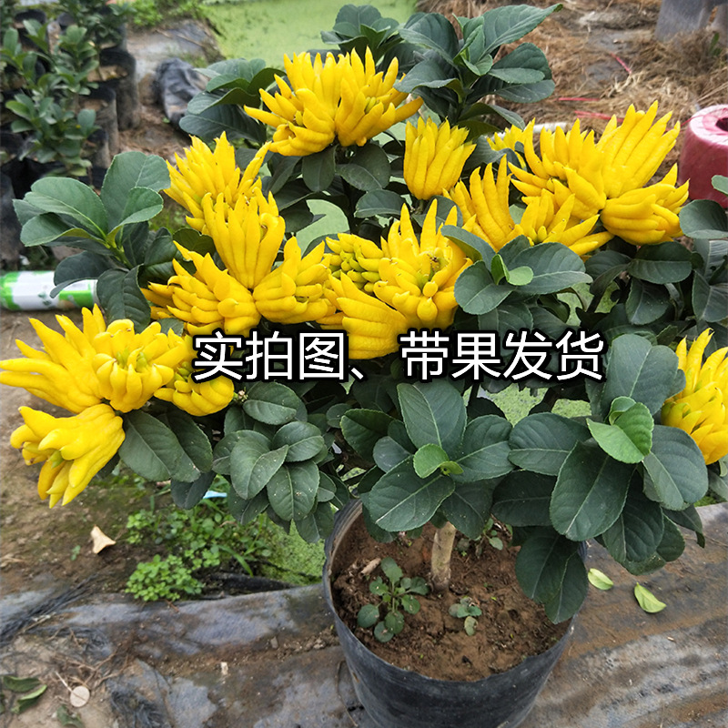 Dropshipping of Thousand-Fingered Buddha Hand Tree Potted Bergamot with Fruit Flower Golden Buddha Hand Sapling Edible Plant Fruit Tree