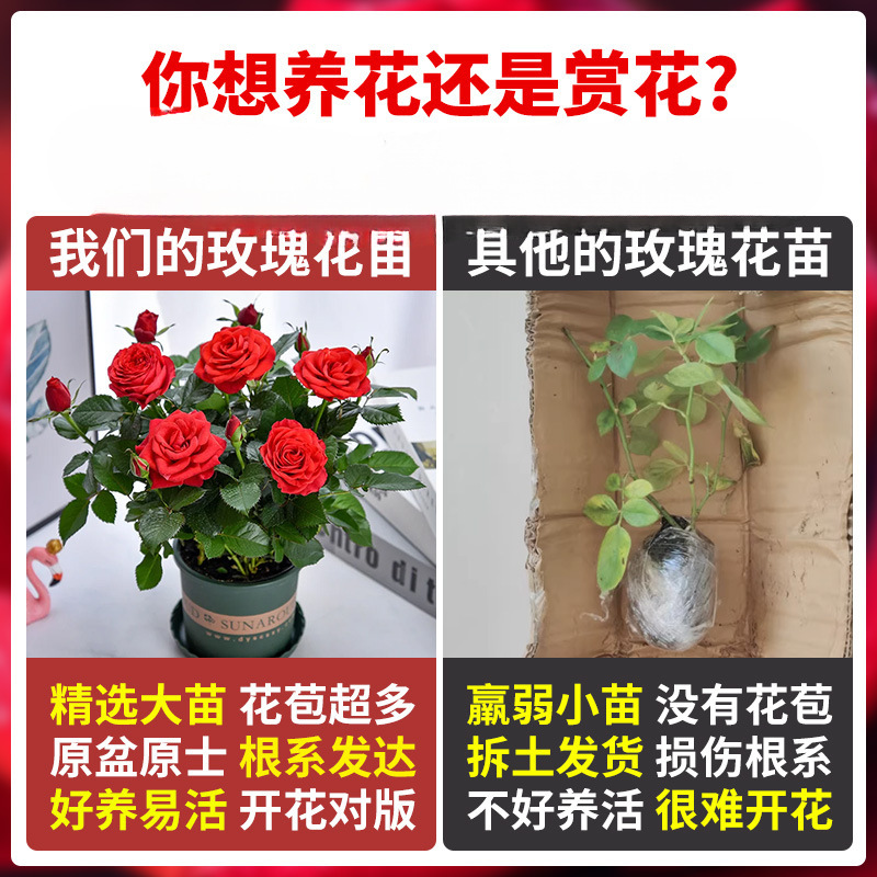 # Rose Seedlings Extra Large Florals with Buds Florals and Green Plants Indoor and Outdoor Balcony Potted Roses Blooming in All Seasons