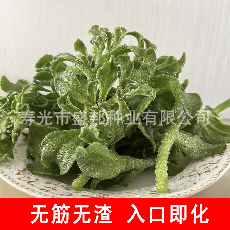 Supply African Ice Vegetable Seeds, South African Ice Grass Seeds, Ice Vegetable Seedlings