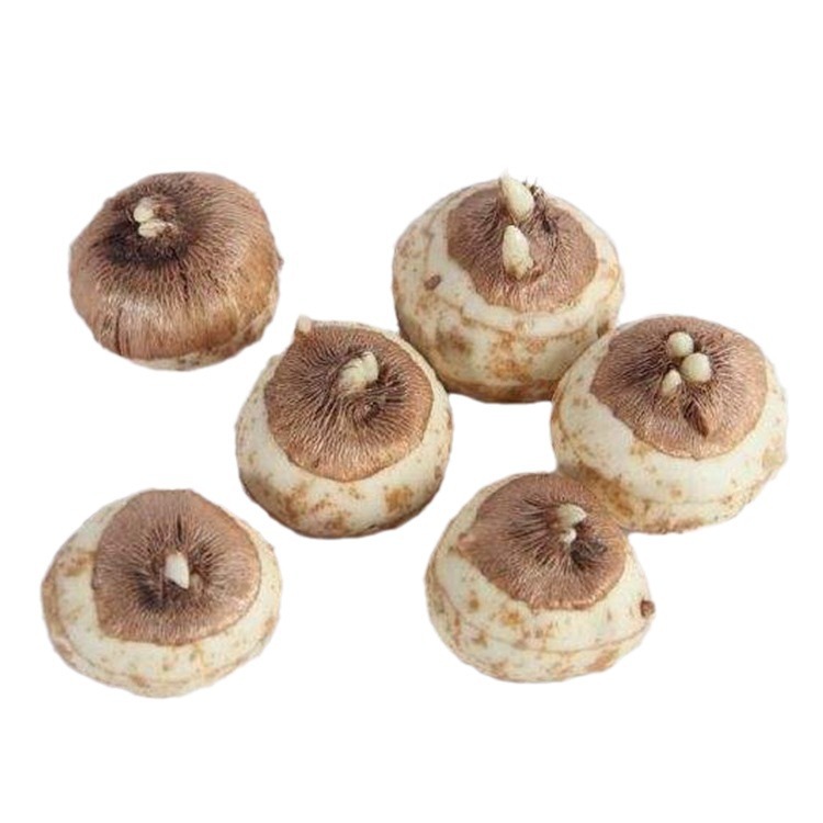 Gladiolus Bulbs Perennial Bulbs Florals Gladiolus Bulbs Potted Seeds Florals All Year Round Courtyard Gladiolus Bulbs