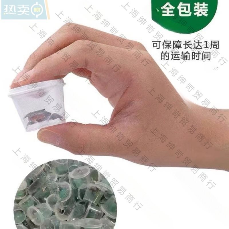 Small Crab Ornamental Crab Companion Mini Crab Wholesale Live Crab Freshwater Pet Chili Crab Mini Chili Crab