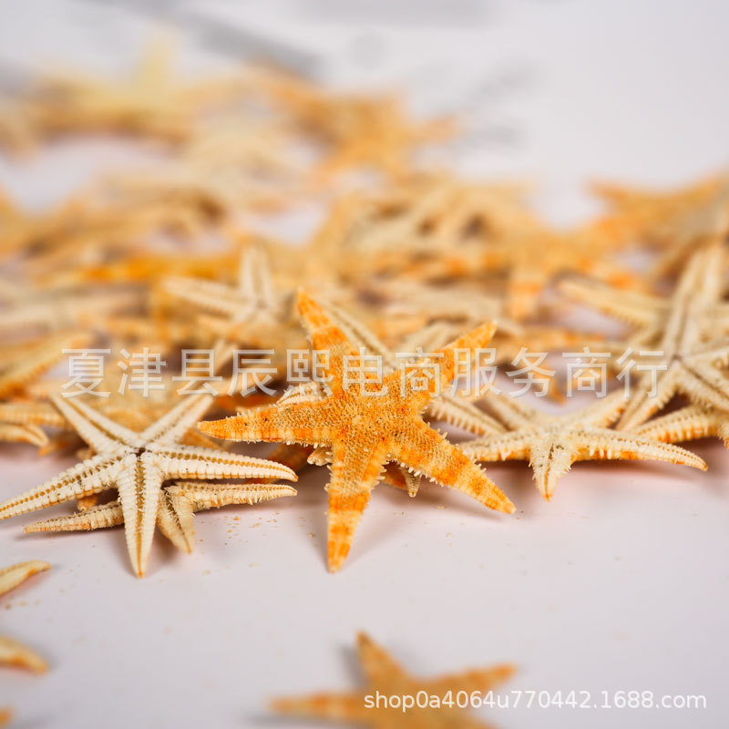 Натуральная раковина конха мини звезда ручной работы DIY аксессуары микро ландшафт декоративные ремесла