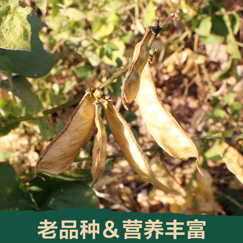 1.0kg Yunnan Old Variety White Kidney Beans for Removing Dampness, New White Kidney Beans from Local Farms