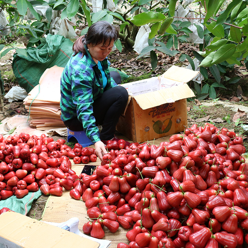 Black Diamond Lotus Mist Fresh Tropical Fruits a Whole Box of Crispy, Sweet and Juicy Mist Lotus Fruits Free Shipping Hainan Specialty