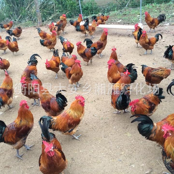 Wholesale Black Yao Native Chicken Seedlings, Large Red-Feathered Green-Footed Rooster Seedlings, Chicken Seedlings, Kiln Chicken Live Animals, Red-Feathered Small Rooster Seedlings