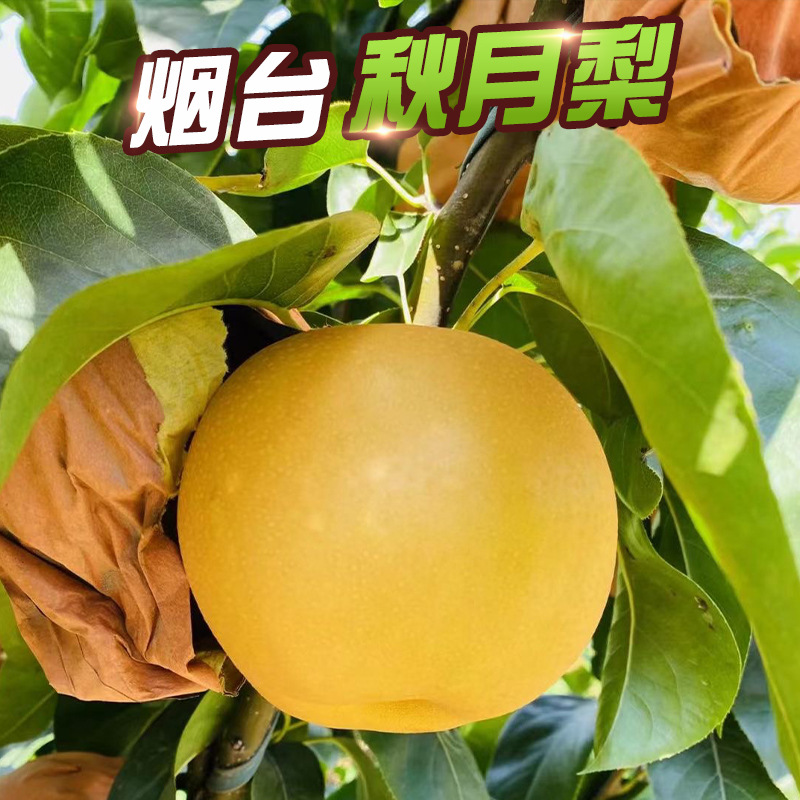 Подарочная коробка груш Цююэ из Шаньдуня, 2.5кг, сезонные свежие фрукты, хрустящие сладкие груши, груши с сахаром, оптовая продажа и доставка