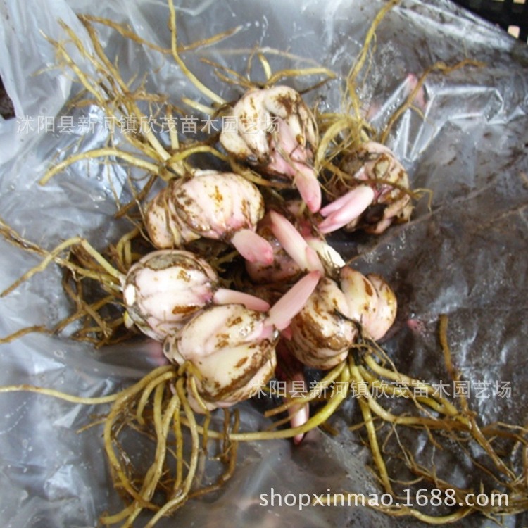 Imported Perfume Lily Bulbs, Extra Large Bulbs That Bloom in All Seasons and Are Easy to Grow with Roots and Buds, Fresh Cut Flower Lily Bulbs