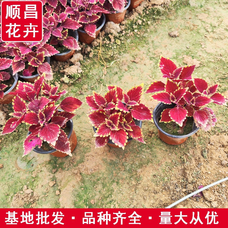 Уличные ландшафтные растения, саженцы мелколистного жимолости, золотистая трава, вечнозеленые и не сбрасывающие листву круглый год, морозостойкие и жаростойкие