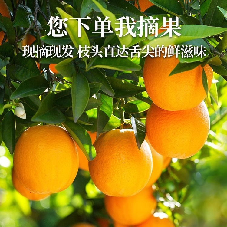 Jiangxi Gannan Navel Orange Fresh Seasonal Fruit 5kg Oranges Authentic Ganzhou Jelly Hand-Peeled Rock Sugar Sweet Orange Free Shipping